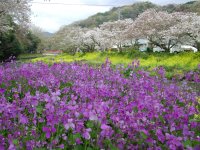 町内の桜