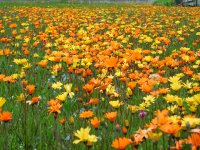 那賀花畑ワイルドフラワー