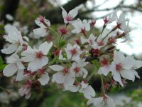町内の桜は、落花さかんです