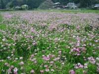 町内の田んぼでレンゲが咲いています