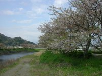 町内の桜は、落花さかんです