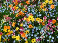 那賀花畑のワールドフラワーが見頃です