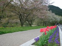 桜はもう終わりですが、路肩のチューリップとムスカリがきれいです。