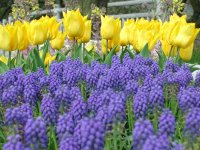 チューリップとムスカリが綺麗です。