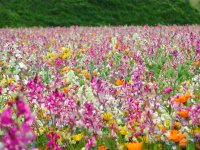 那賀花畑のワイルドフラワーが見頃です。