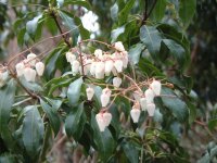 池代長九郎山ではアセビが見頃です