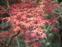 春らしくありませんが、牛原山では紅葉が綺麗です