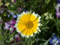 那賀花畑でツマシロヒナギクが咲き始めました