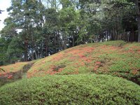 牛原山でツツジが咲き始めました