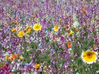 花畑でツマシロヒナギクが咲いています