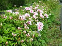 那賀バイパスでツツジが咲いています