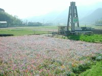 今朝の那賀花畑