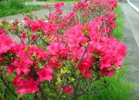 県道下田松崎線でツツジが綺麗です