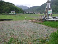 今朝の那賀花畑
