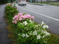 下田松崎線のツツジ