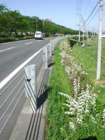 下田松崎線ユキヤナギ