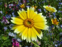 那賀花畑のツマシロヒナギク