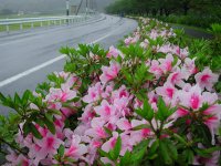 ツツジが綺麗です