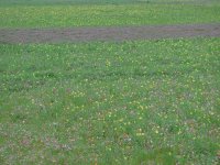 ツマシロヒナギクが目立ちます