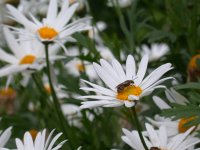 三浦のマーガレット