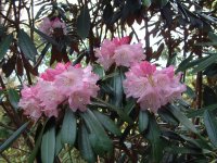 長九郎山八瀬峠のシャクナゲ