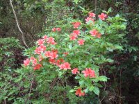 長九郎の山ツツジ