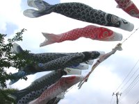 八木山のこいのぼり