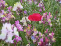 那賀花畑ポピーが咲きました