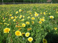 那賀花畑では花狩りが始まります