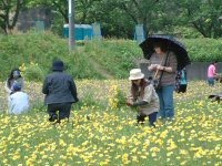 花狩り客でにぎわっています