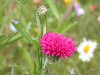 那賀花畑矢車草