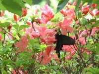 牛原山の山ツツジ