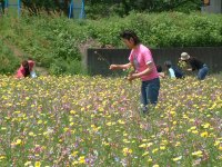 那賀花畑花摘み