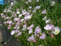 ヒルサキツキミソウ