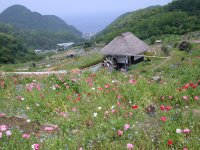 石部の棚田はひなげしが綺麗です