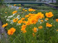 キバナコスモス？