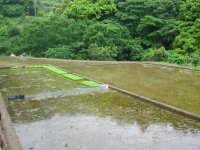 岩科八木山の水田