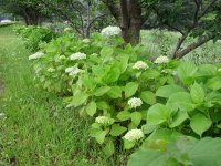 那賀バイパスでアジサイが咲き始めました