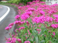 ムシトリナデシコ