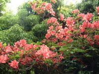 長九郎山の山ツツジ