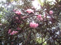 長九郎山のシャクナゲ