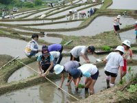 石部棚田田植え
