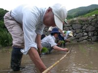 田植え