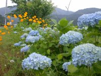 那賀バイパスのアジサイ