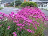 那賀バイパスのムシトリナデシコ