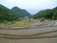 棚田田植え終了