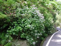 石部のガクアジサイ