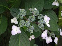 石部のガクアジサイ