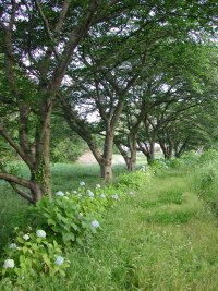 那賀バイパスアジサイ