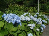 山口のアジサイ